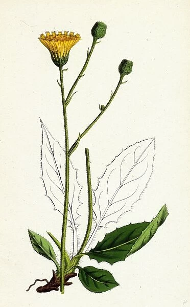 Hieracium pallidum, Pale Hawkweed