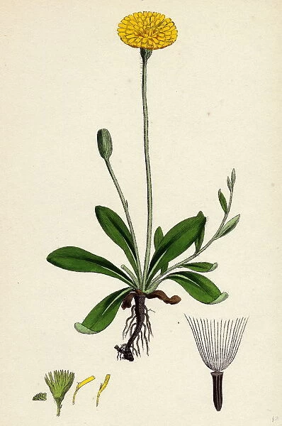 Hieracium Pilosella, Mouse-ear Hawkweed