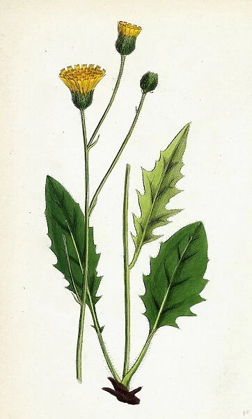 Hieracium senescens, Grey-lingulate-leaved Hawkweed