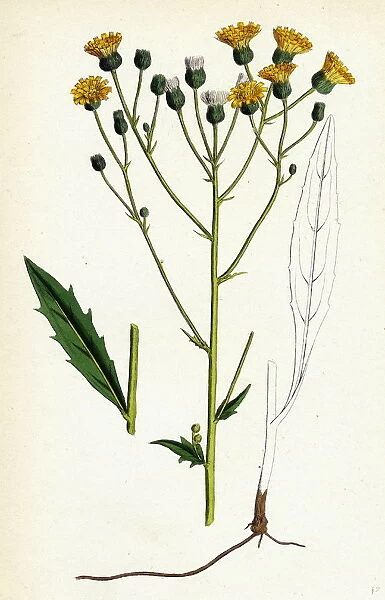 Hieracium tridentatum, Three-toothed Hawkweed