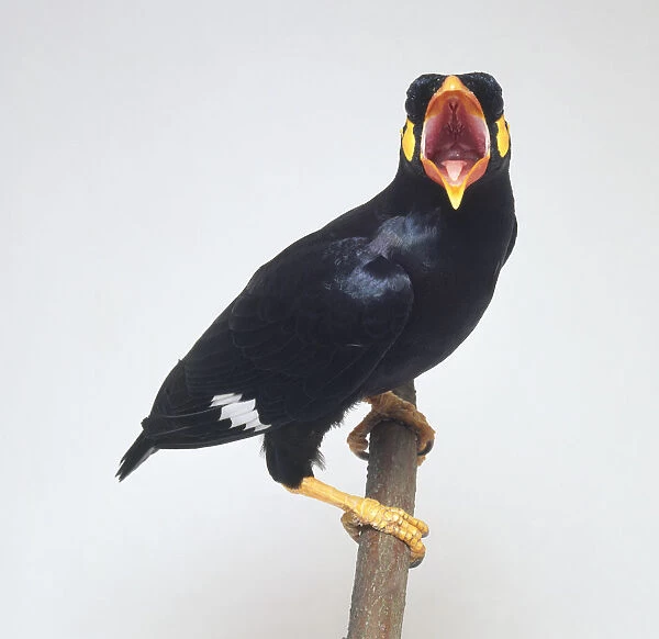 Hill myna (Gracula religiosa) perching on a branch, facing forward with beak wide open, close-up