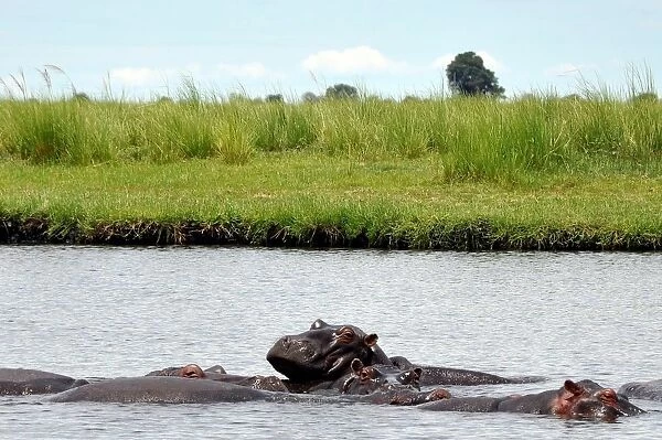 Hippos. Chobe National Park. Botswana