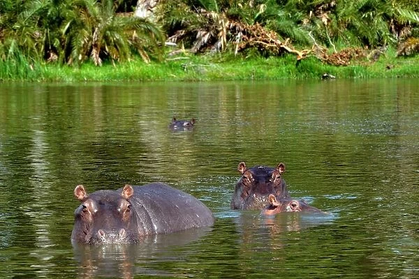 Hippos. Okavango Delta. Botswana