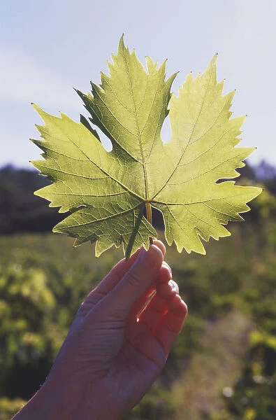Holding a leaf from a grape vine
