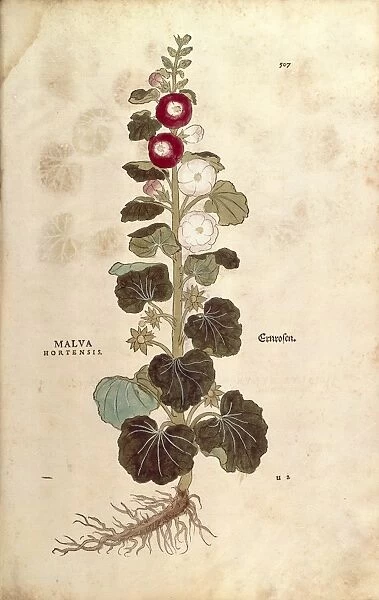 Hollyhock - Malvaceae - Alcea (Malva hortensis) by Leonhart Fuchs from De historia stirpium commentarii insignes (Notable Commentaries on the History of Plants) colored engraving, 1542