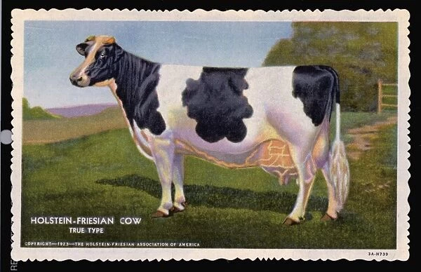 Holstein-Friesian Cow. ca. 1933, USA, HOLSTEIN-FRIESIAN COW, TRUE TYPE