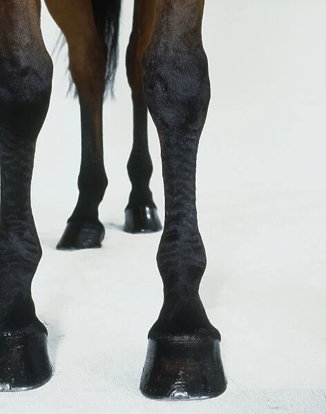 Hooves and legs of black and brown horse, close-up