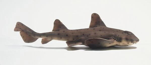 Horn Shark (Heterodontus francisci), side view