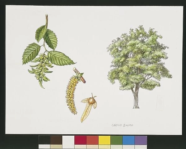 Hornbeam (Carpinus betulus), plant with flowers, leaves and achenes, illustration