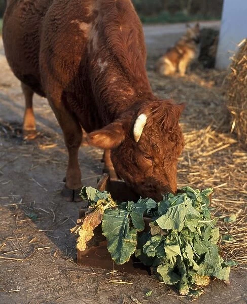 Horned cattle feeding from crate of vegetables