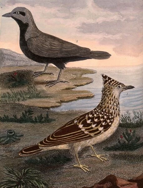 Horned lark from the Malabar coast and Gingi gray aloutte