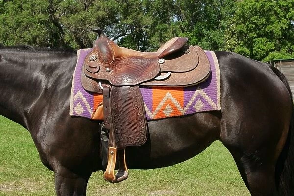 Horse wearing Western saddle, close-up, side view