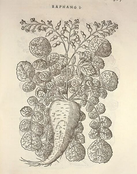 Horseradish (Armoracia rusticana), engraving by Pier Andrea Mattioli, 1554