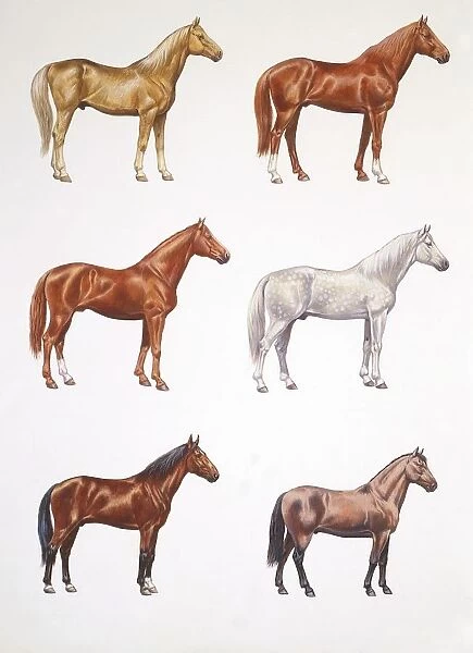 Horses (Equus caballus), illustration