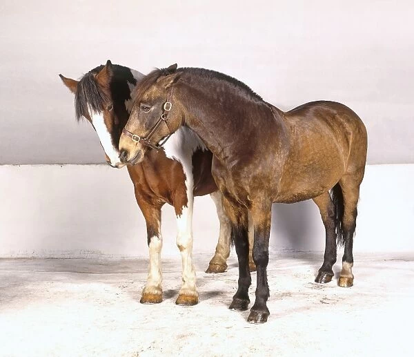 Two horses nuzzling, close-up