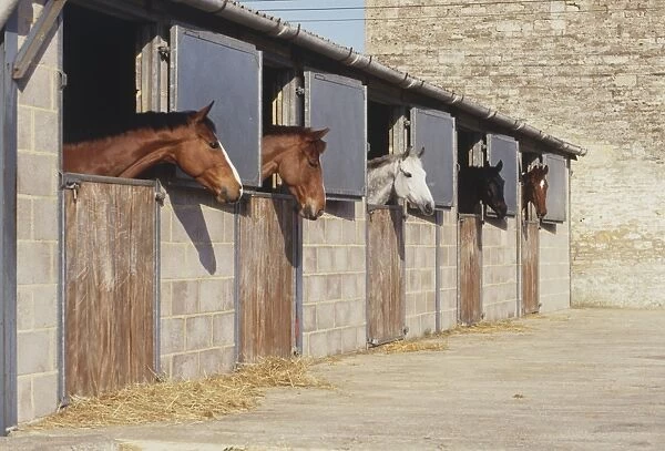 Horses in row of stables