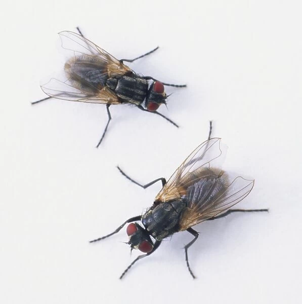 Two House Flies (Musca domestica), close up