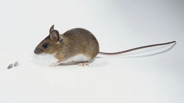 House Mouse, mus musculus, , side view