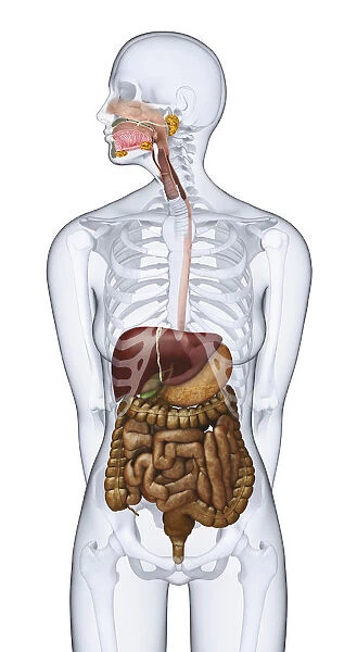 Human digestive anatomy