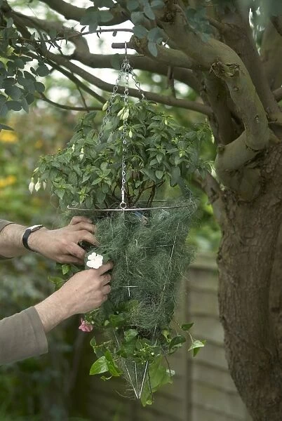 Human hands adding plants to metal basket hanged on tree branch