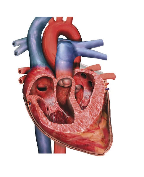 Human heart, cross-section