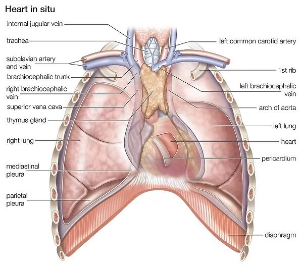 Human heart in situ