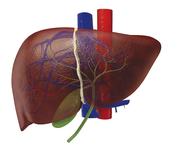Human liver, close-up