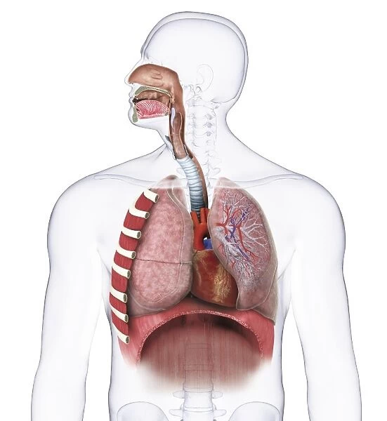Human respiratory anatomy