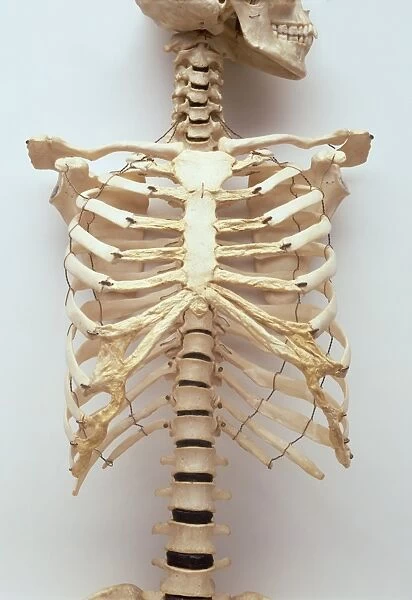 Human rib cage, jaw bones, neck vertabrae leading to sternum, collar bones and ribcage, spinal column continuing to pelvis, front view