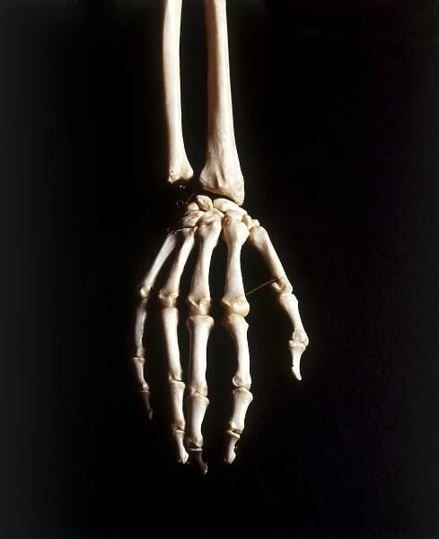 Human skeleton, hand and wrist bones, close up, view from above