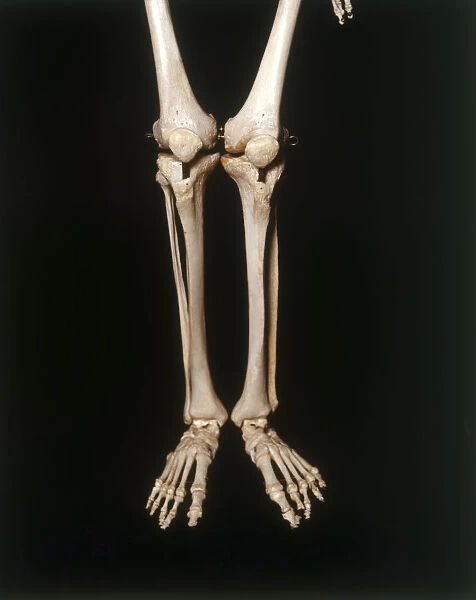 Human skeleton, legs and feet, front view, close up