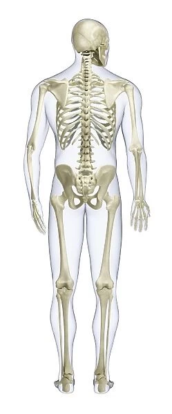 Human skeleton, rear view