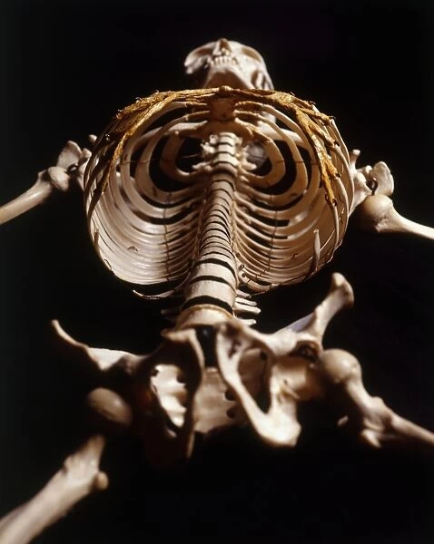 Human skeleton, rib cage, upward view