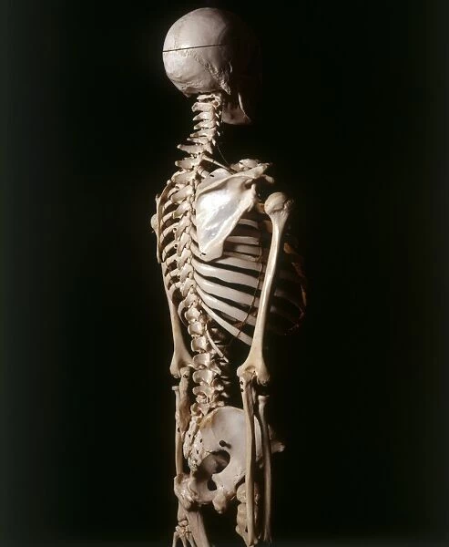 Human skeleton, shoulder blade, rib cage, and vertebrae, side view