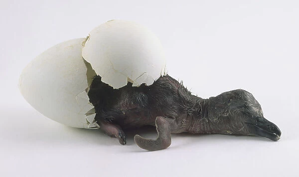 Humboldt Penguin breaking out of egg