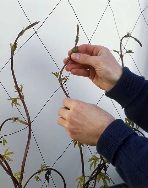 Humulus lupulus, young Hop plants being guided through netting, side view