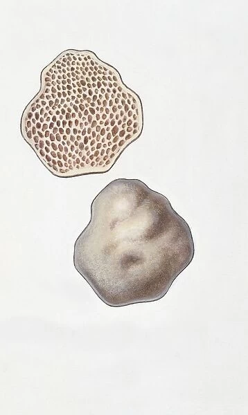 Hymenogaster tener, illustration