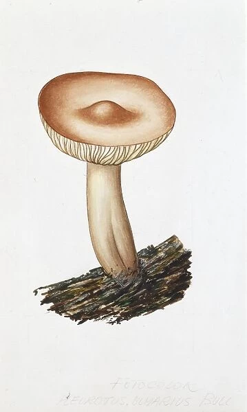 Hypsizygus ulmarius, illustration