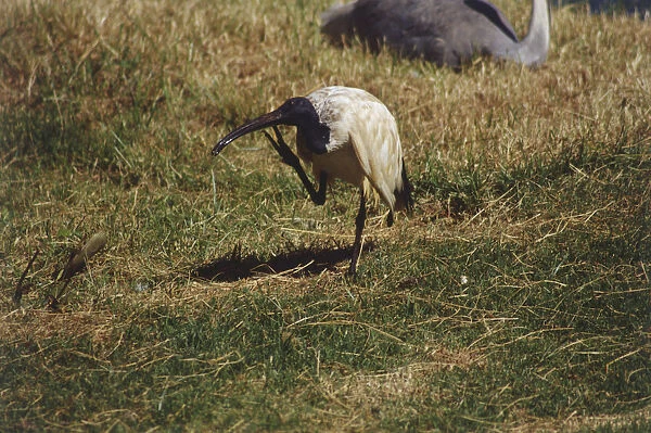 Ibis, brown plumage, black neck and head, standing on one leg in open grassland, scratching its bill with its foot, side view