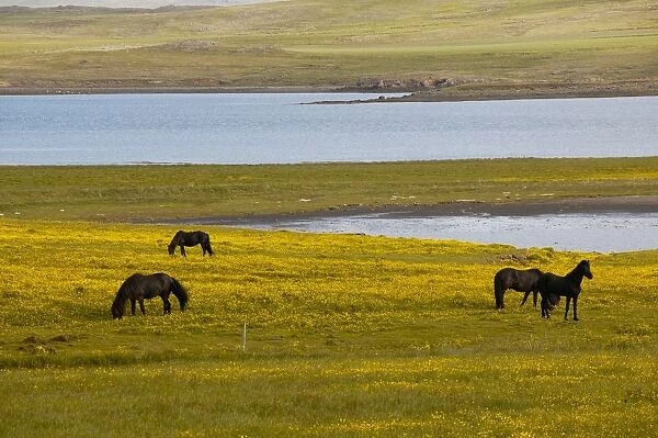 Iceland, horses grazing on the shore of Hvalfjordur