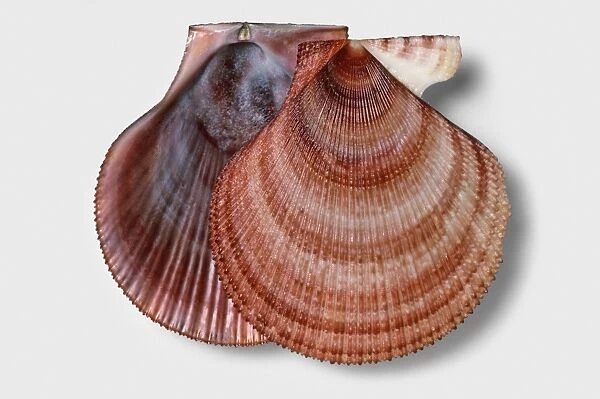 Iceland scallop (Chlamys islandica), shells