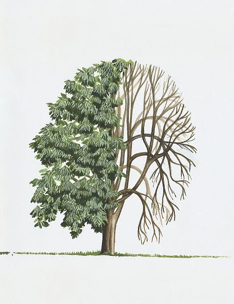 Illustration of Aesculus indica (Indian horse chestnut), a deciduous tree showing shape of canopy and summer leaves or foliage and bare winter branches