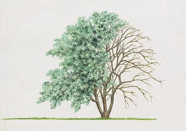 Illustration of Aesculus pavia (Red buckeye), a deciduous tree showing shape of canopy and summer le), aves or foliage and bare winter branches