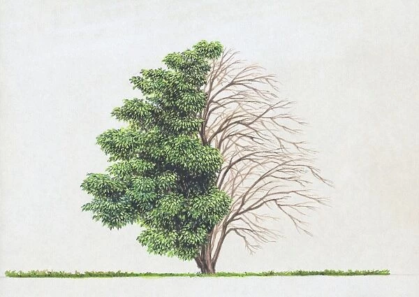 Illustration of Ailanthus altissima (Tree of Heaven), a deciduous tree showing summer leaves and bare winter branches
