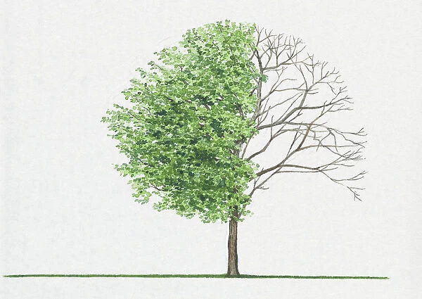 Illustration of Amelanchier asiatica, a deciduous tree showing shape of canopy and summer leaves or foliage and bare winter branches