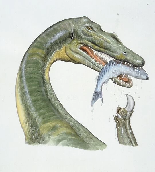 Illustration of Baryonyx