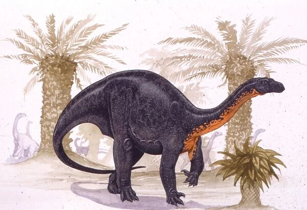 Illustration of Blikanasaurus