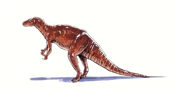 Illustration of Camptosaurus