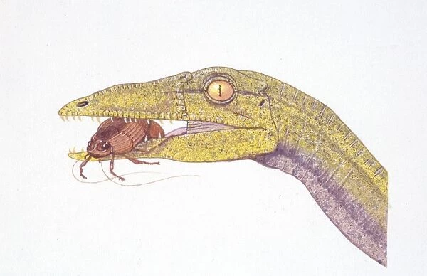 Illustration of Compsognathus and prey