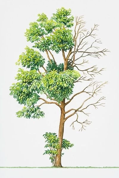 Illustration of deciduous Sassafras albidum (Sassafras), tree endemic to North America